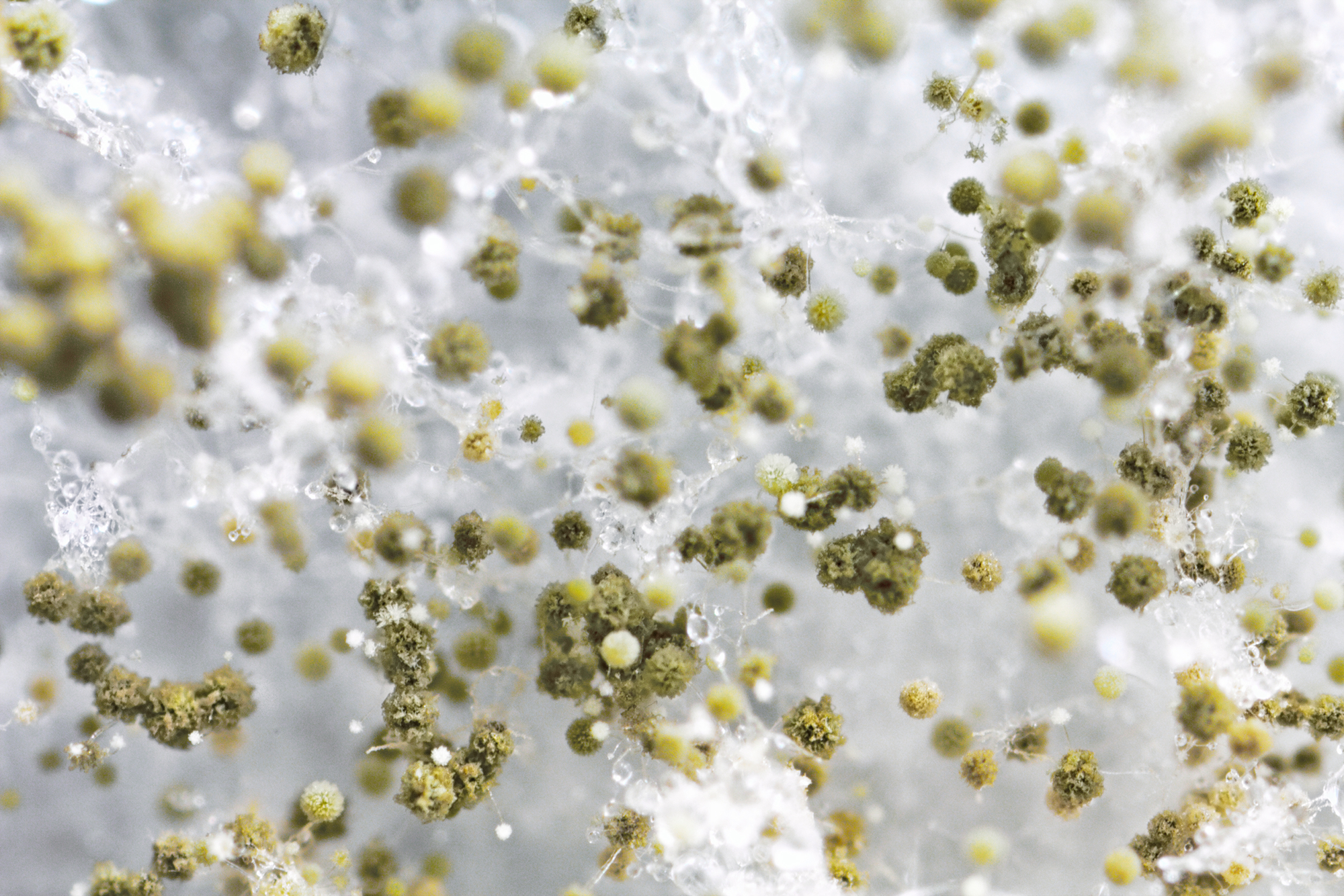 Mold Remediation